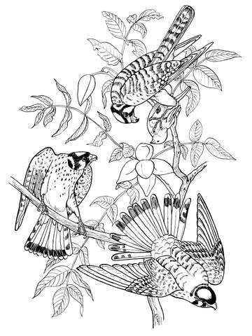 Three Sparrow Hawk On Tree Coloring Page